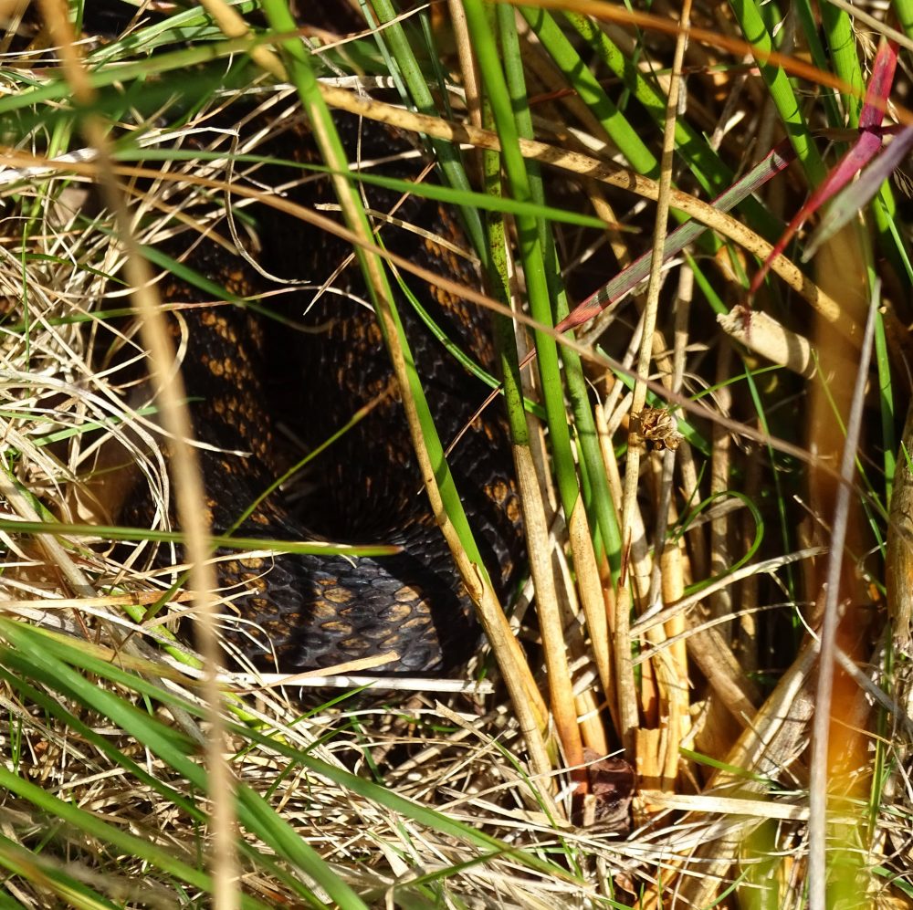 Adder (bij Holtveen)