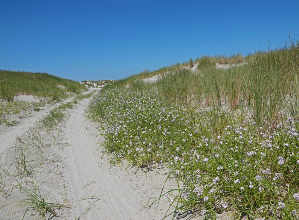 Bloeiend zeeraket in duinen (Schiermonnikoog)