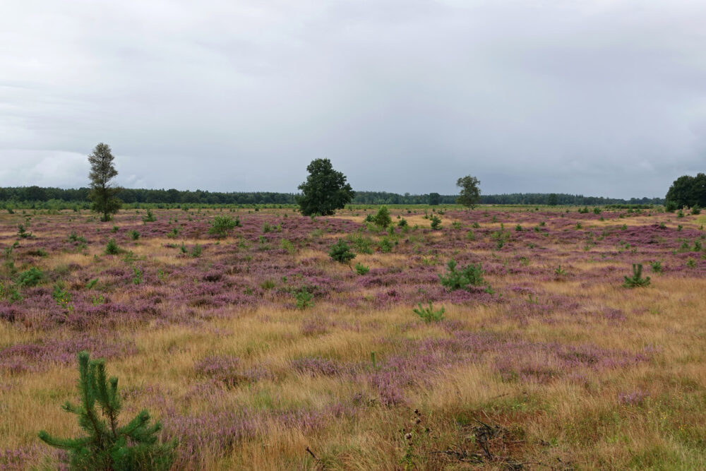 Bloeiende heide op het Aekingerzand