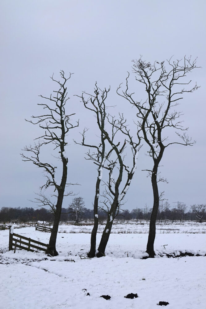 Doezumermieden in de sneeuw