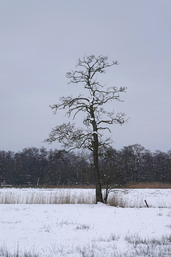 Doezumermieden in de sneeuw