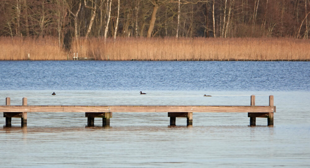 Grote zee-eend