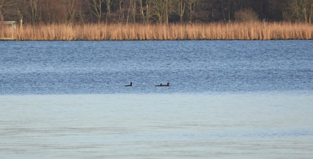 Grote zee-eend