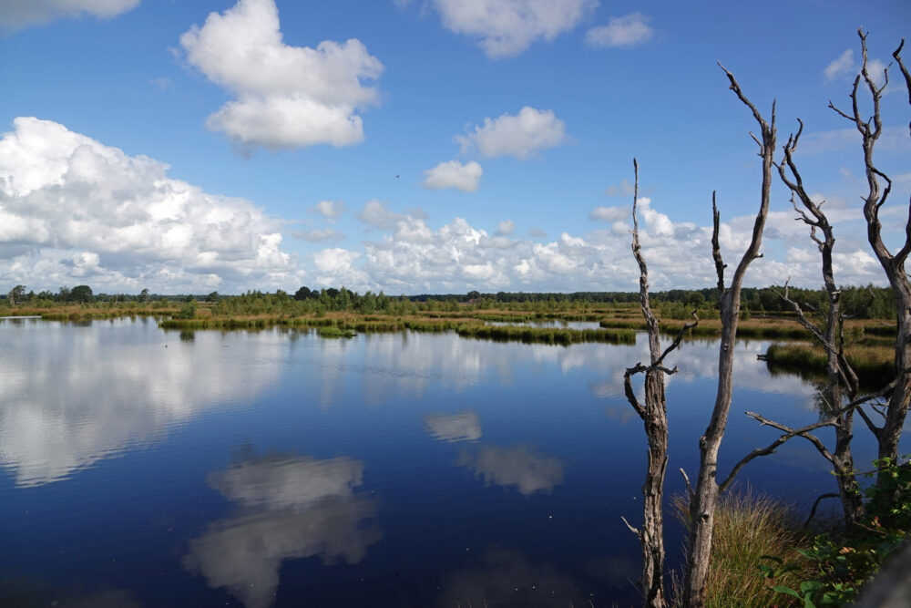 Holtveen (Dwingelderveld)