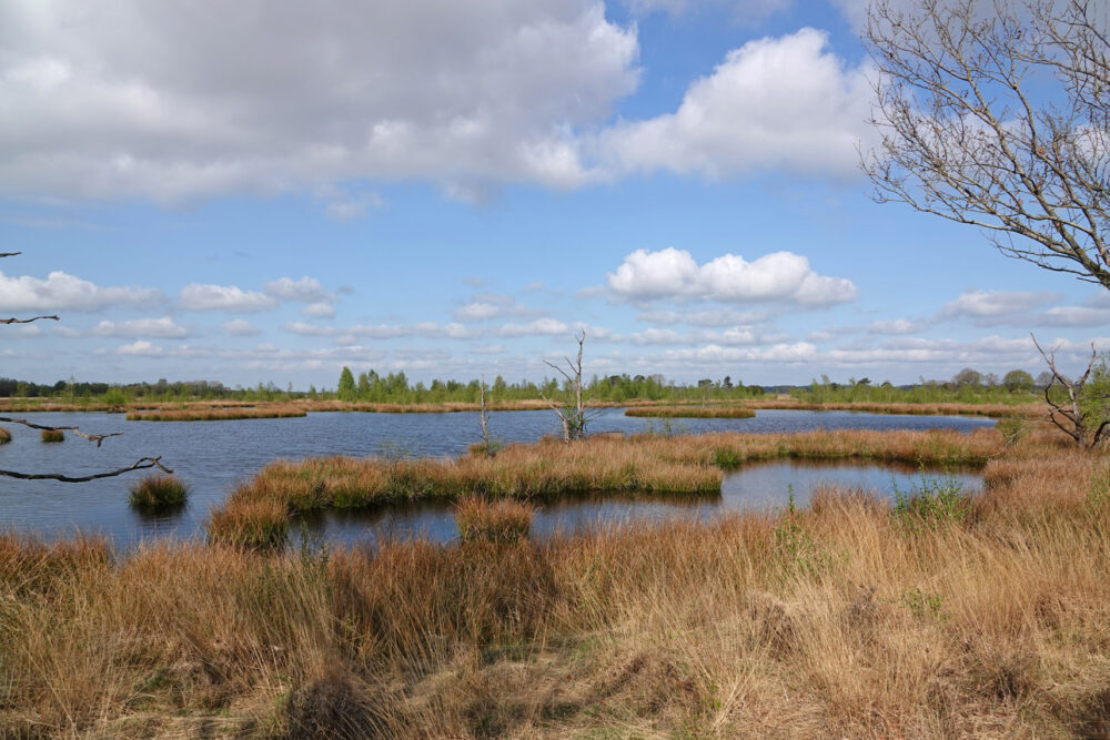 Holtveen (Dwingelderveld)