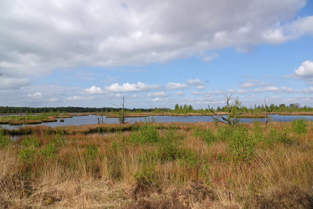 Holtveen (Dwingelderveld)