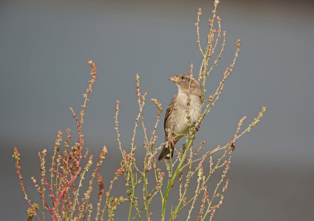 Huismus (vrouw)