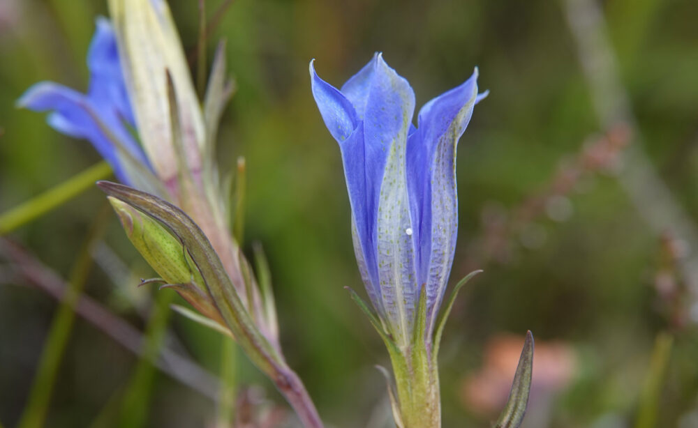 Klokjesgentiaan met eitjes gentiaanblauwtje