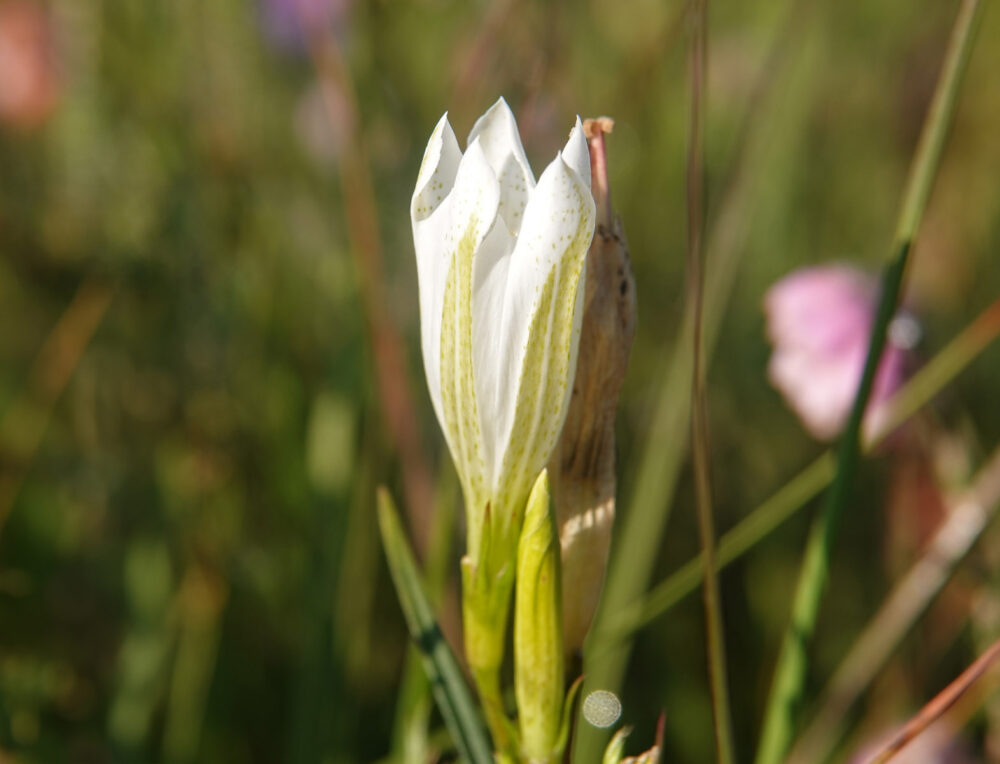 Klokjesgentiaan (witte variant)