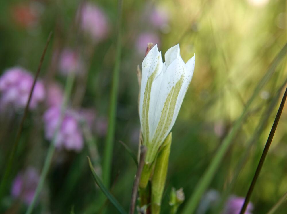 Klokjesgentiaan (witte variant)