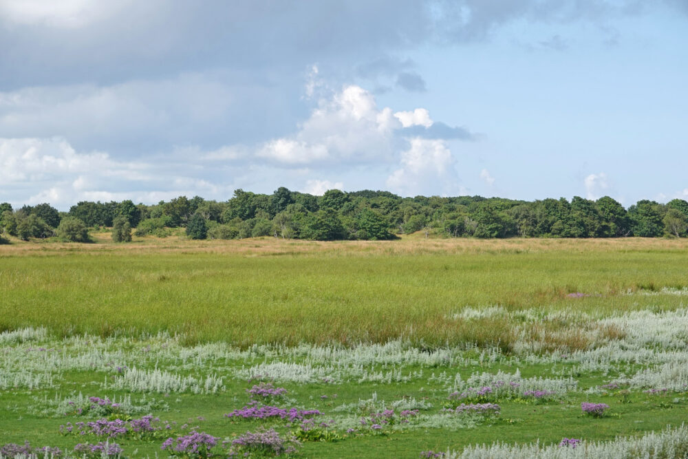 Kooiduinen (Schiermonnikoog)