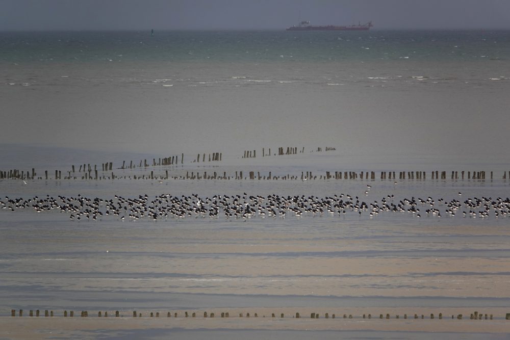 Kwelders langs Groningse kust (Rommelhoek)