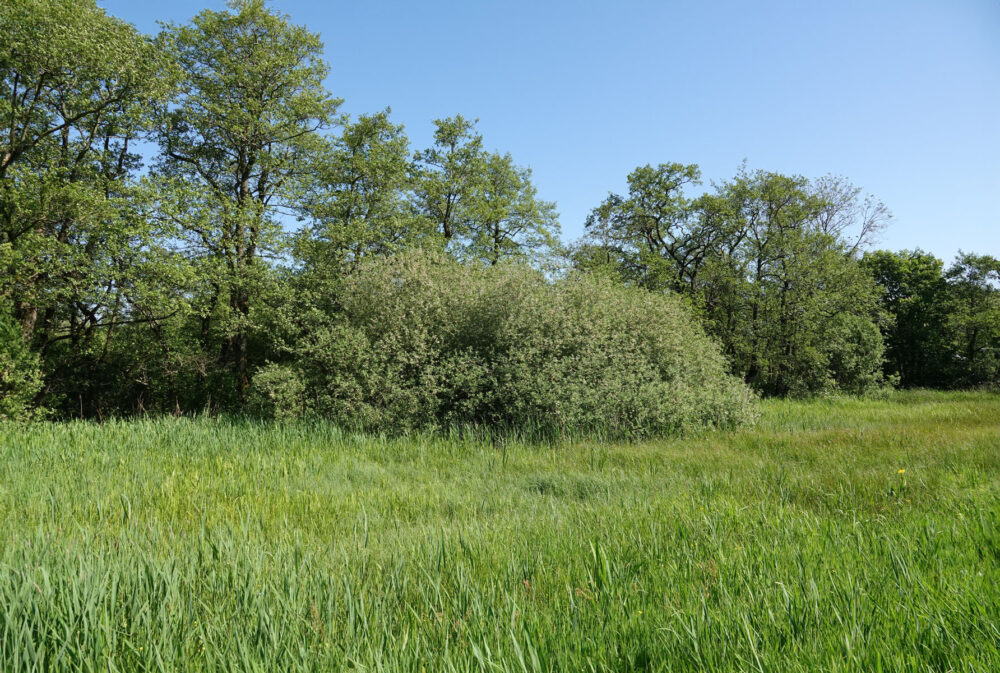 Lettelberter Petten