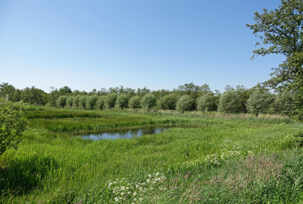 Lettelberter Petten