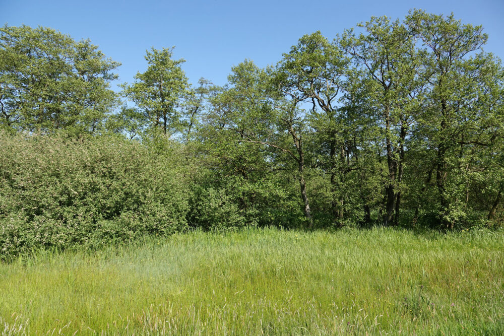 Lettelberter Petten