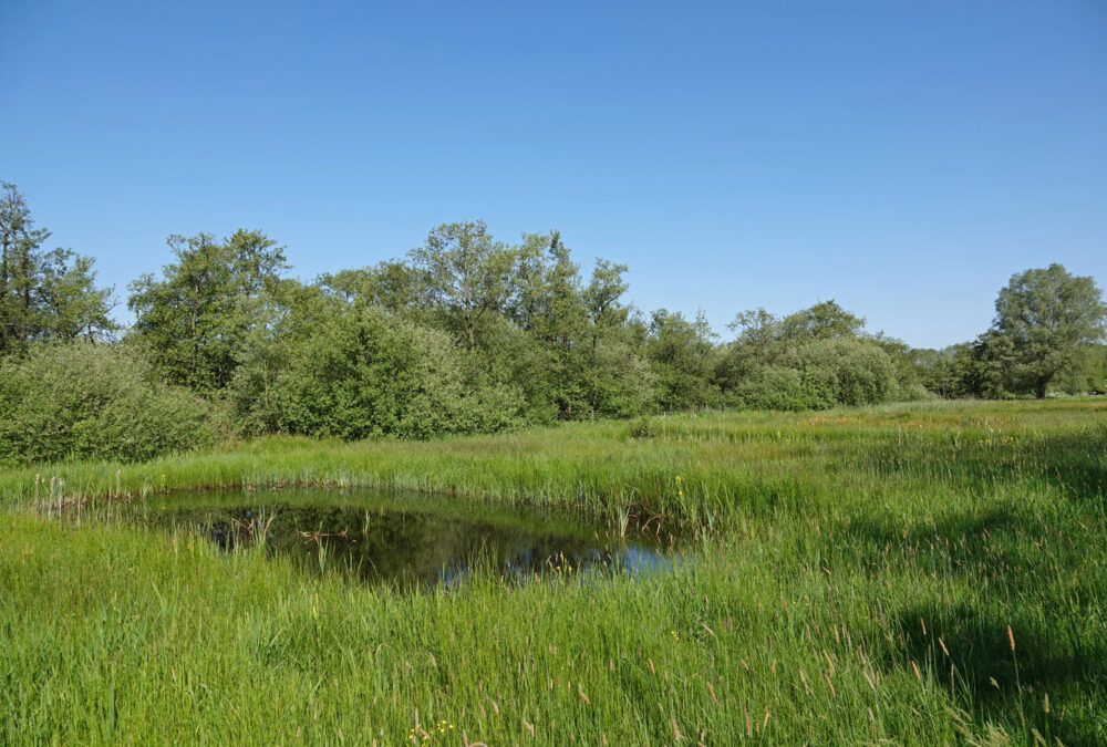 Lettelberter Petten