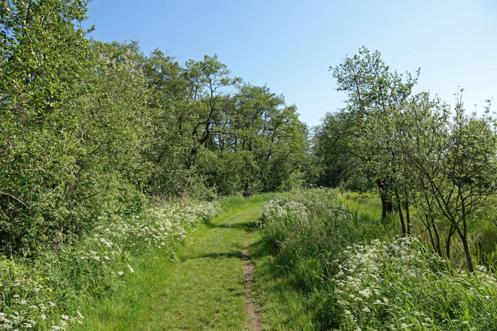 Lettelberter Petten