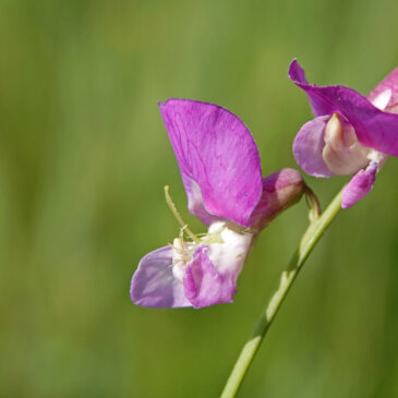 Moeraslathyrus