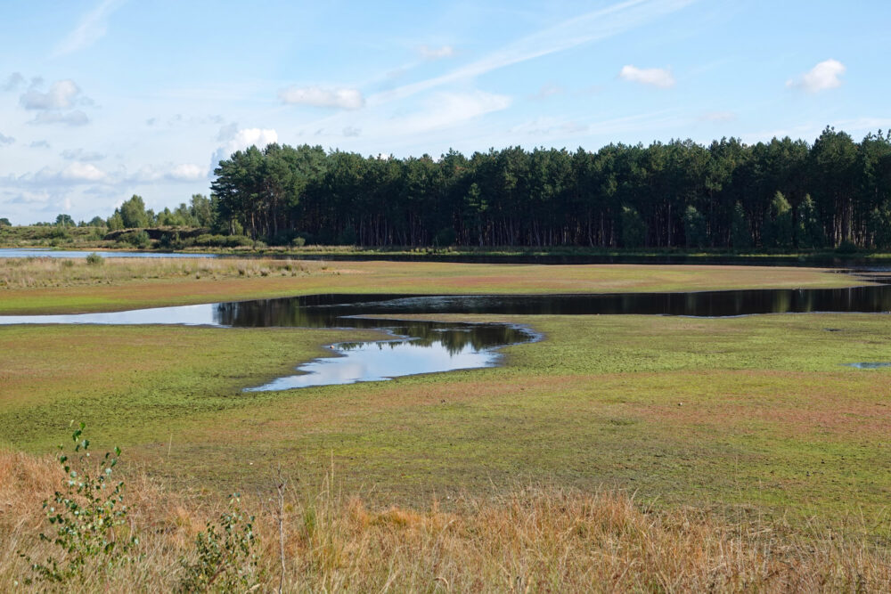 Holtveenslenk (NP Dwingelderveld)