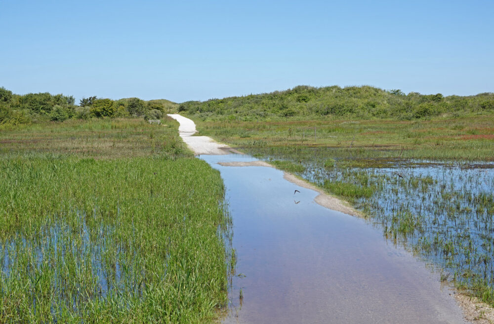 Noorderduinen met hoge waterstand in de zomer (Schiermonnikoog)