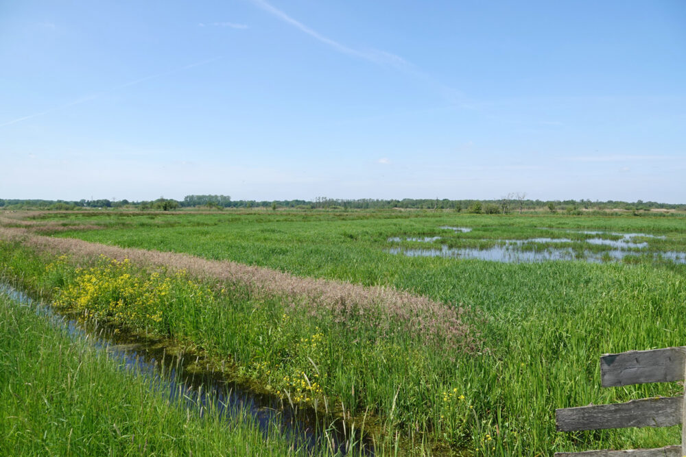 Onnerpolder in voorjaar