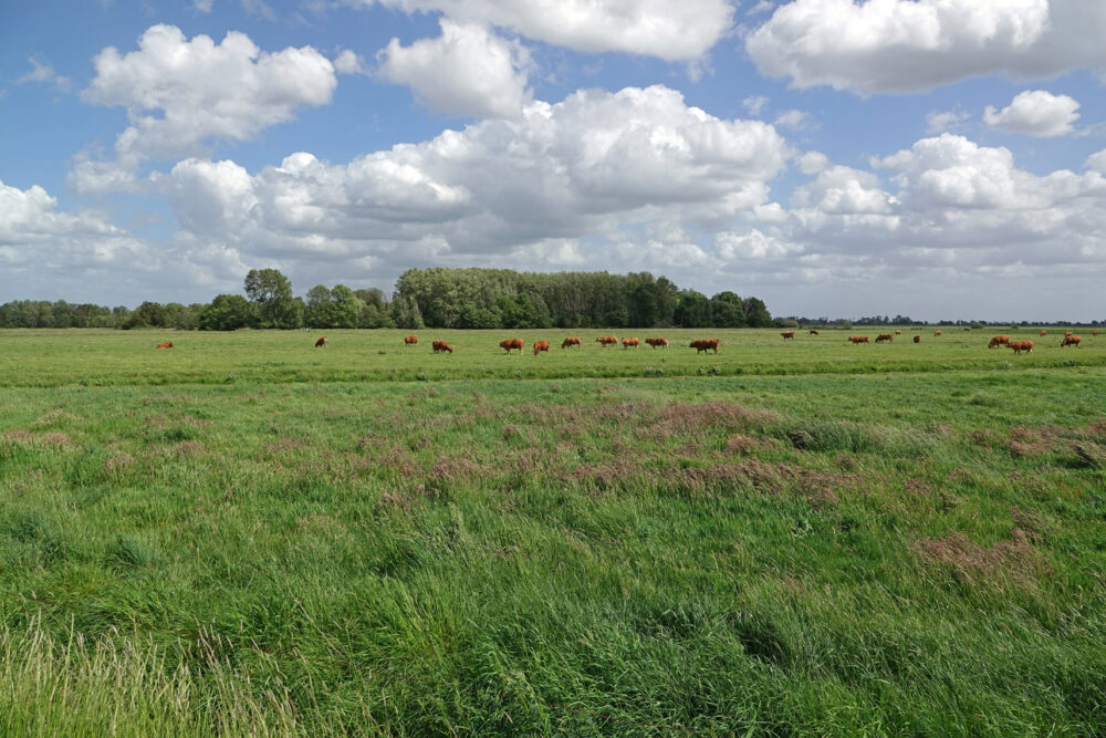 Onnerpolder in voorjaar