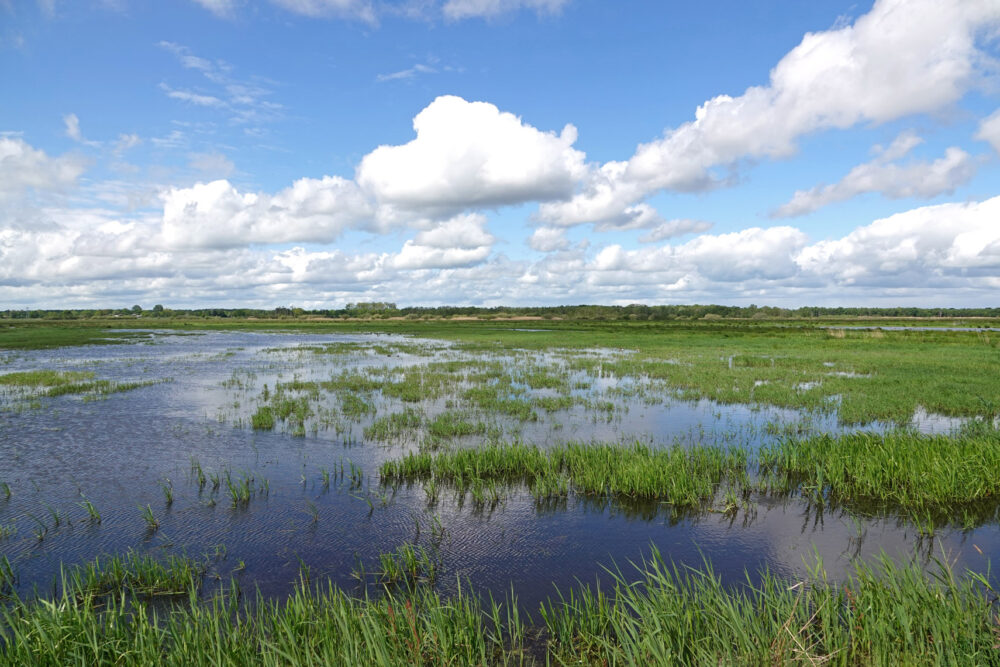 Onnerpolder in voorjaar