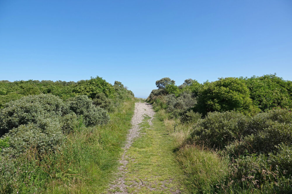 Pad door duinen richting Noordzeestrand (Schiermonnikoog)