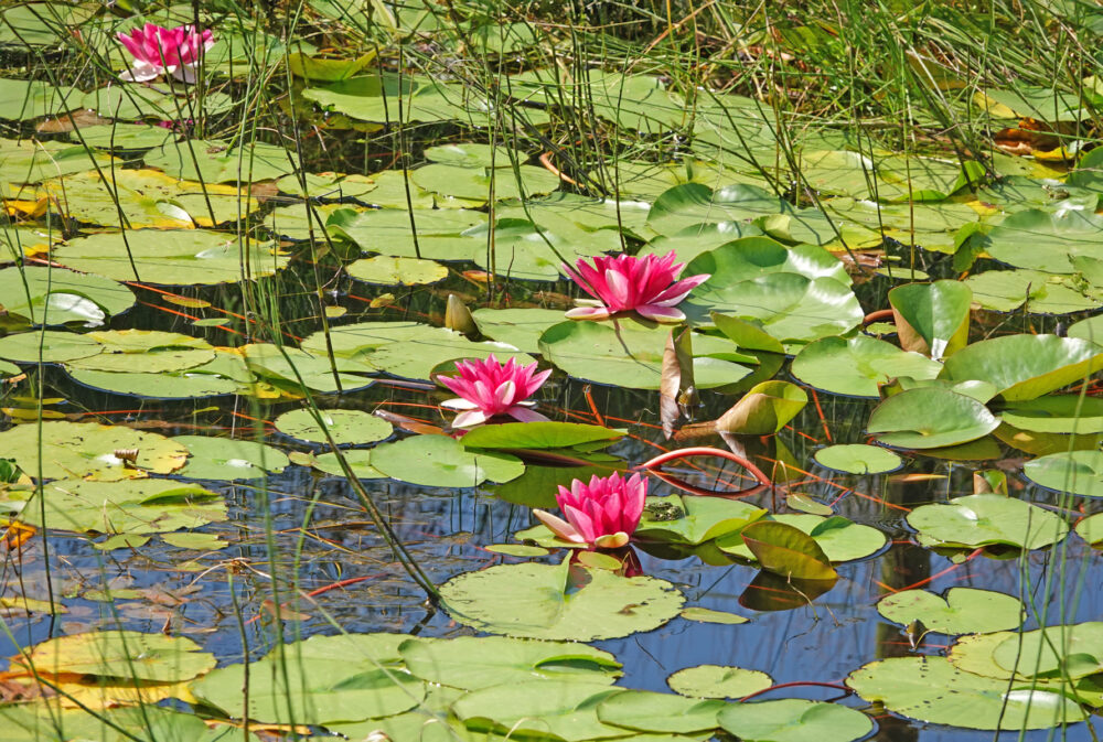 Roze waterlelie