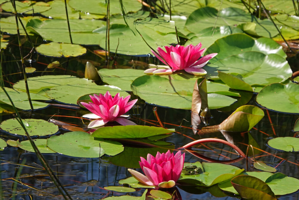 Roze waterlelie