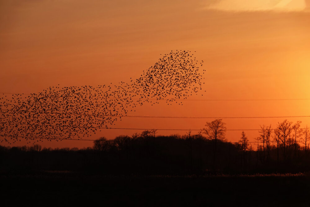 Spreeuwen boven Weeringsbroeken (Onlanden)