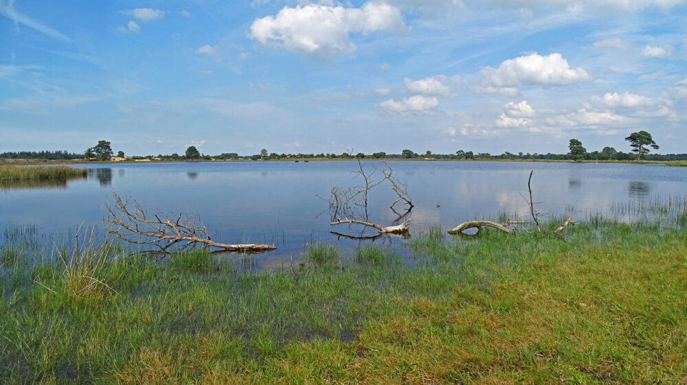 Ven in Aekingerzand