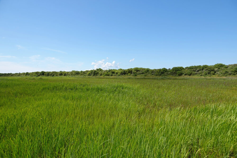 Vuurtorenvallei in de Westerduinen (Schiermonnikoog)