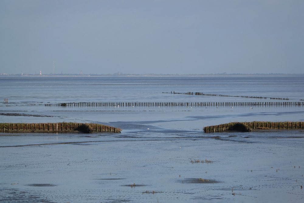 Wad bij kwelders Emmapolder