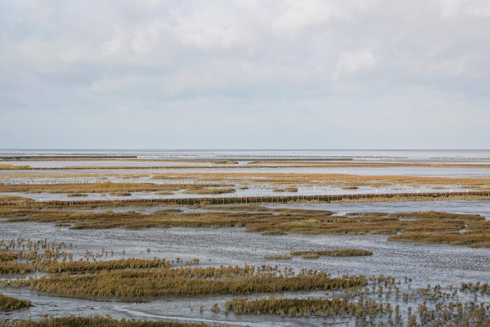 Wad langs Lauwerpolder