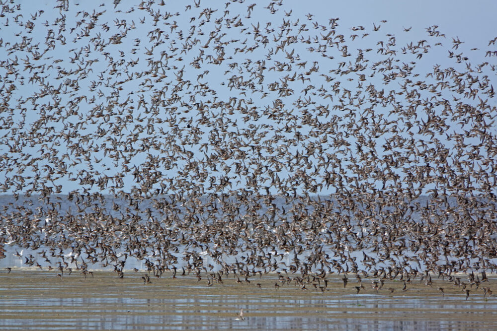 Wadvogels Op Wad (Westhoek)