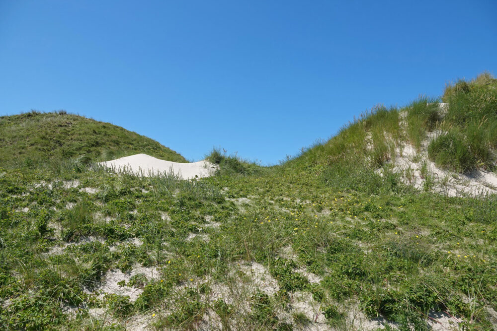 Westerduinen (Schiermonnikoog)