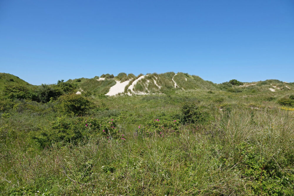 Westerduinen (Schiermonnikoog)