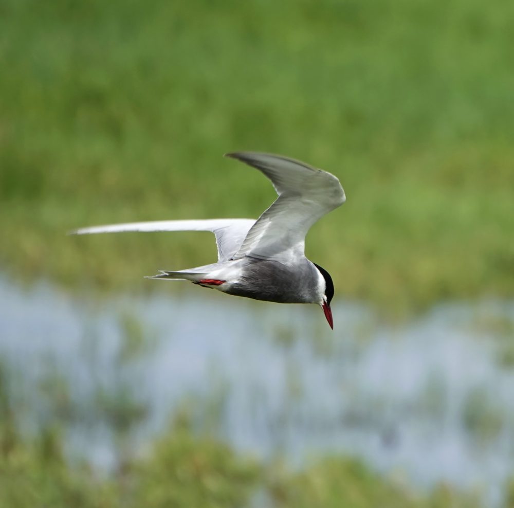 Witwangstern (Onnerpolder)