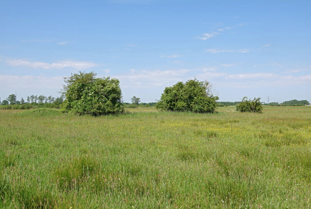 Wolfskampen (Weeringsbroeken)