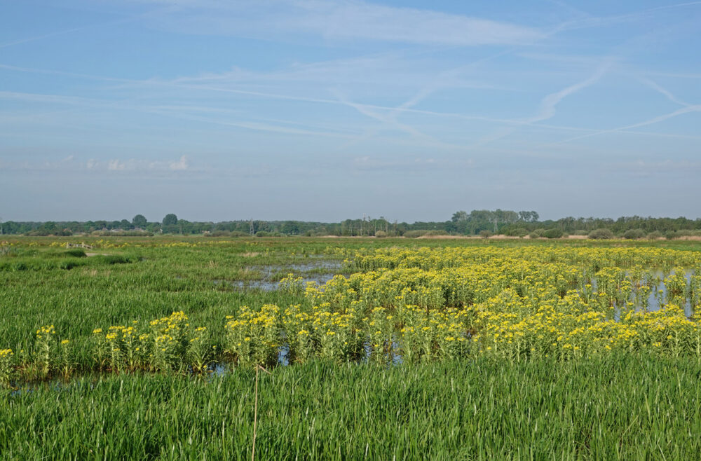 Zuidlaardermeergebied (Onnerpolder)